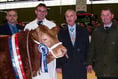 Limousin Supreme Beef Champ