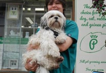 Please vote for local groomer, Sarah