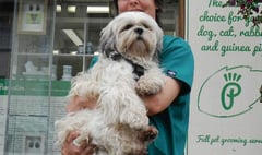 Please vote for local groomer, Sarah