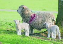 Fourth Farmwise Devon event will take children on a journey from field to fork