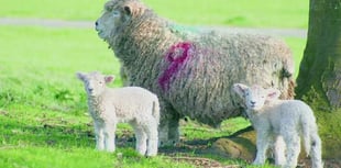 Farmers fear rising dog attacks on young lambs this Easter
