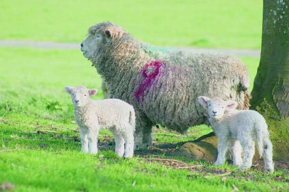 Farmers fear rising dog attacks on young lambs this Easter
