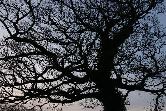 Take part in a tree spotting walk
