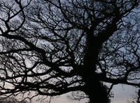 Take part in a tree spotting walk
