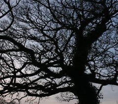 Take part in a tree spotting walk
