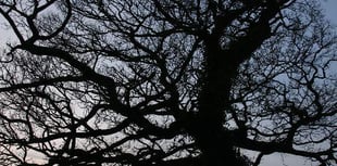 Take part in a tree spotting walk
