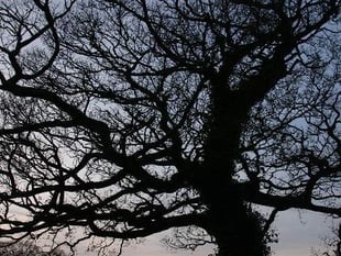 Take part in a tree spotting walk
