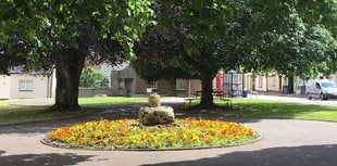 Tree-spotting walk coming up in Crediton