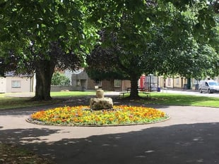 Tree-spotting walk coming up in Crediton