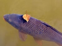 Good angling sessions in Crediton for local anglers