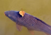 Good angling sessions in Crediton for local anglers