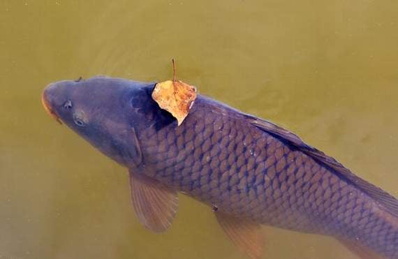 Good angling sessions in Crediton for local anglers