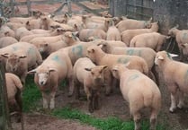 UPDATE - LAMBS FOUND: 11 ewe lambs stolen near Crediton on Christmas Day