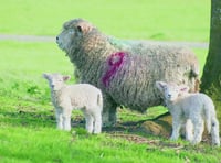 In-lamb ewes die after dog attack at Kennerleigh