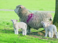 In-lamb ewes die after dog attack at Kennerleigh