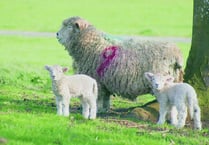 In-lamb ewes die after dog attack at Kennerleigh