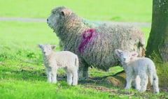 Police appeal after 25 sheep stolen near Crediton