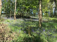 Crediton group says discover why working in woodland delivers benefits all round