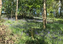Crediton group says discover why working in woodland delivers benefits all round