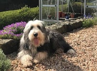 Police appeal after dog stolen