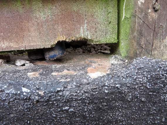 Crediton woman 'at wits end' about rats in her home