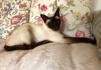 Missing cat was last seen in the Drewsteignton/Whiddon Down area