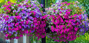 Gardening advice from Bernaville Nurseries