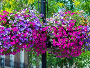 Gardening advice from Bernaville Nurseries