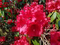 Shobrooke Park Garden - book now