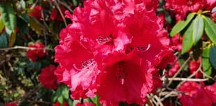Shobrooke Park Garden - book now