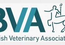 Vets offer reassurance after pet cat tests positive for Covid-19 in the UK