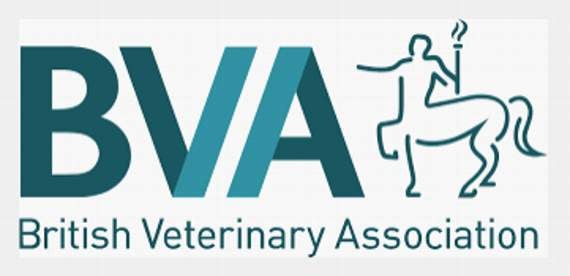 Vets offer reassurance after pet cat tests positive for Covid-19 in the UK