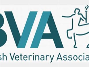 Vets offer reassurance after pet cat tests positive for Covid-19 in the UK