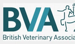 Vets offer reassurance after pet cat tests positive for Covid-19 in the UK