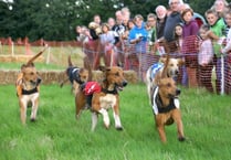 Duck race and hound racing