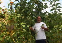 Tony’s sunflowers are truly impressive