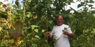 Tony’s sunflowers are truly impressive