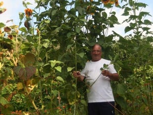 Tony’s sunflowers are truly impressive