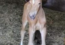 Missing Foal presumed stolen - can you help?