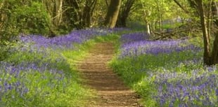 POSTPONED TO APRIL 23: See the bluebells at Byway Farm on Sunday
