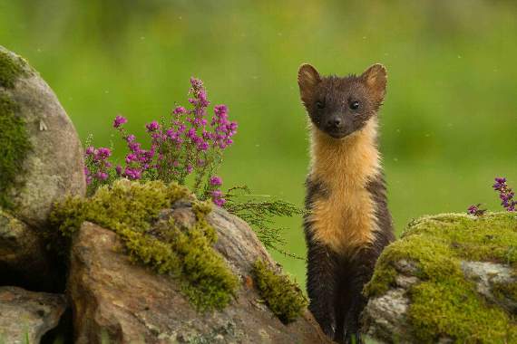 Letter: Have you seen a pine marten in Crediton?