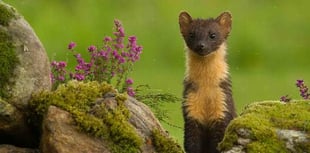 Letter: Have you seen a pine marten in Crediton?