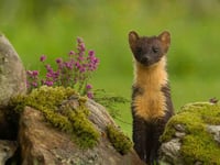 Letter: Have you seen a pine marten in Crediton?