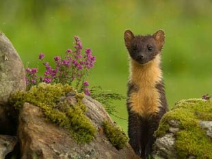 Letter: Have you seen a pine marten in Crediton?