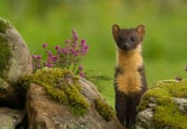 Letter: Have you seen a pine marten in Crediton?