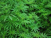 Crediton cannabis grower found guilty of money laundering