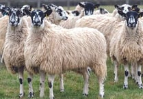 Police appeal after sheep theft