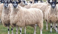Police appeal after sheep theft