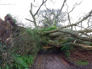 Public advised to avoid 'all but essential travel' due to Storm Eunice on Friday morning