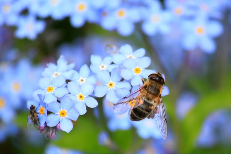 bee